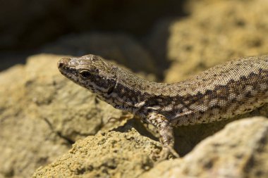 Kum kertenkele (Lacerta agilis) bir lacertid kertenkele var. Sürüngen yaşam alanları kayalık bir bölgedir. Güneşli bir günde bir kayaya oturan eski bir kertenkele. Bilge sürüngen geçen hayattan zevk.