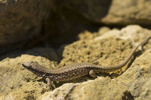 Lézard Sable Lacerta Agilis Est Lézard Lacerte Habitat Reptile Trouve — Photo