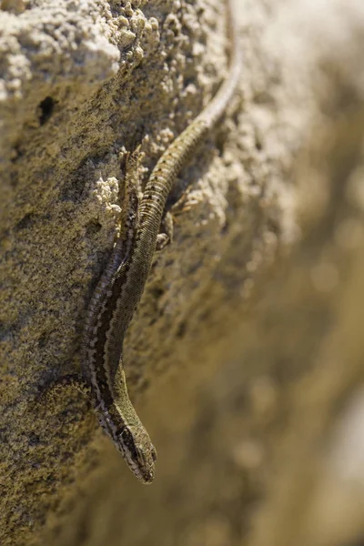沙蜥蜴 拉塞塔 阿吉利斯 是一种乳白色的蜥蜴 爬行动物的栖息地是在一个岩石地区 在阳光明媚的日子里 一只只老蜥蜴躺在岩石上 聪明的爬行动物 享受过去的生活 — 图库照片