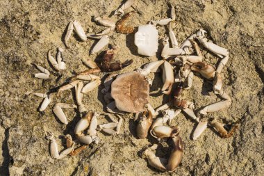 Denize yakın taşların üzerinde yengeç kalıntıları. Deniz kuşlarının yemeğinin yeri. Eklembacaklıların kabukları. Martıların kahvaltıdan sonra artıklar.