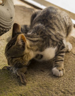 Bir kedi yavrusu ve bir serçe. Evcil hayvan kuşları öldürür ve onları yer. Kedi bir yırtıcı. Genç avcı. Kedilerin dünyası.