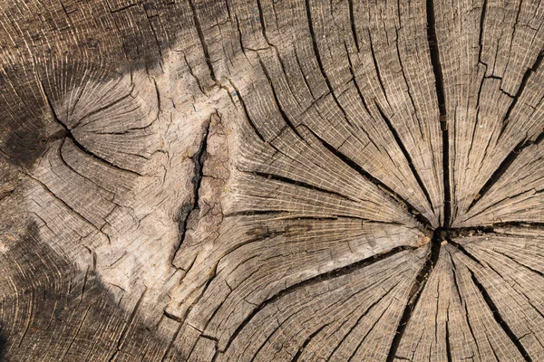 Tod Eines Alten Baumes Die Struktur Des Baumes Baumstumpf Gefällter — Stockfoto