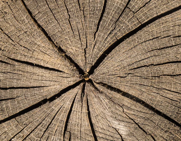 Śmierć Starego Drzewa Tekstura Drzewa Pniaku Cut Log Kończy Suche — Zdjęcie stockowe