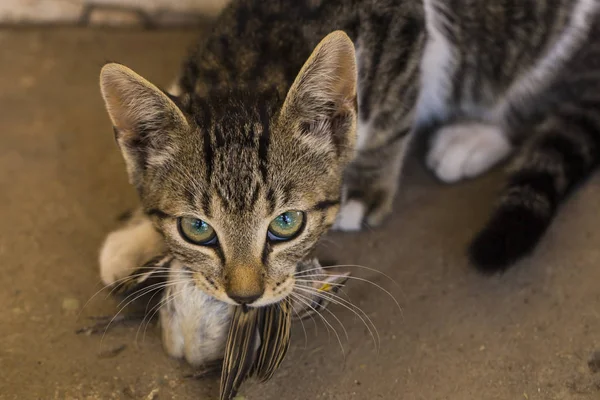 A kitten and a sparrow. Pet kills birds and eats them. The kitty is a predator. The young hunter. The world of cats.