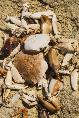 Denize yakın taşların üzerinde yengeç kalıntıları. Deniz kuşlarının yemeğinin yeri. Eklembacaklıların kabukları. Martıların kahvaltıdan sonra artıklar.
