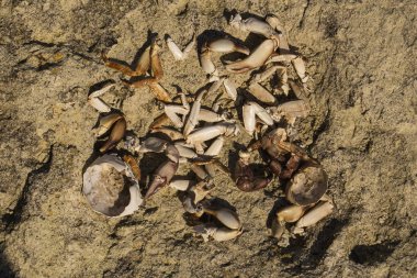 Denize yakın taşların üzerinde yengeç kalıntıları. Deniz kuşlarının yemeğinin yeri. Eklembacaklıların kabukları. Martıların kahvaltıdan sonra artıklar.