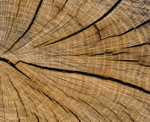 一棵老树的死亡 树桩上的树的纹理 锯木末端干裂木料 — 图库照片