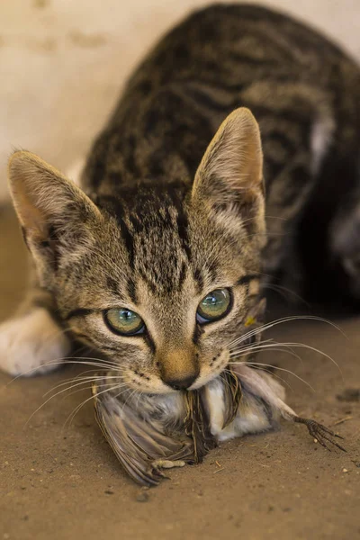 A kitten and a sparrow. Pet kills birds and eats them. The kitty is a predator. The young hunter. The world of cats.