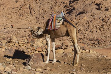 Dromedary Sina Yarımadası üzerinden. Arap deve (Camelus dromedarius). Hayvan Bedevileri tarafından turist çöl kumulları aracılığıyla taşımak için yük hayvanı kullanılır.