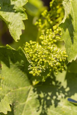 Viticulture-asma çiçekler. Şarap yapımı. Şarap üretimi teknolojisi. Moldova 'da şarap üretimi.