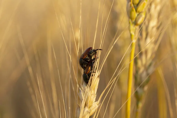 The process of breeding insects. The cockchafer, colloquially called May bug or doodlebug, a pest of cereals. The parasitic insect eats grain in a wheat ear. Sexual relations beetles.