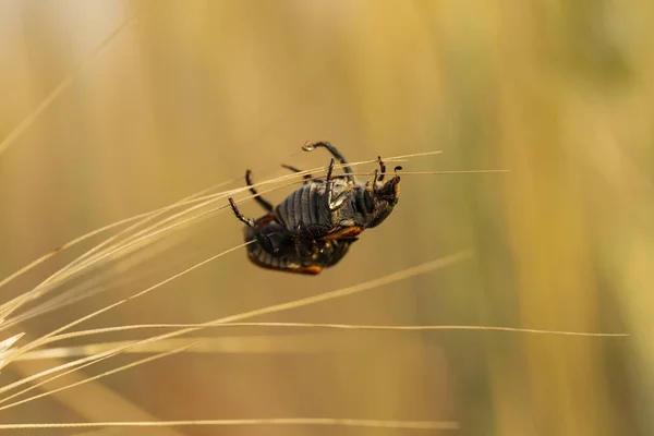 The process of breeding insects. The cockchafer, colloquially called May bug or doodlebug, a pest of cereals. The parasitic insect eats grain in a wheat ear. Sexual relations beetles.