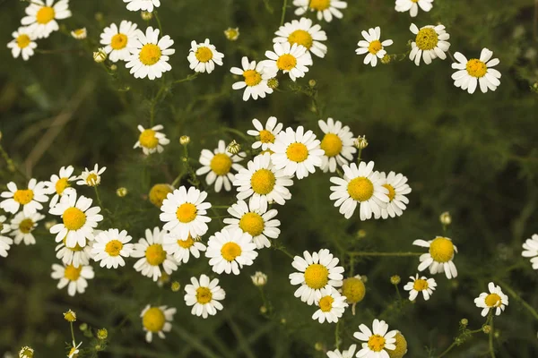 Tripleurospermum Inodorum Dziki Rumianek Mayweed Fałszywy Rumianek Czoło Baldr Jest — Zdjęcie stockowe