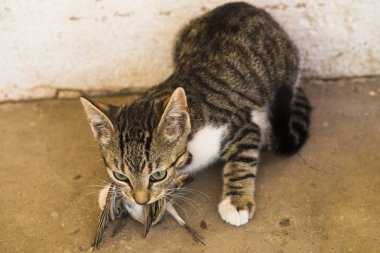 Bir kedi yavrusu ve bir serçe. Evcil hayvan kuşları öldürür ve onları yer. Kedi bir yırtıcı. Genç avcı. Kedilerin dünyası.