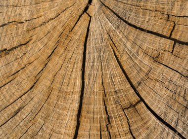 Yaşlı bir ağacın ölümü. Ağacın kütükteki dokusu. Kesik Kütük Kuru çatlamış ahşabı bitirir.