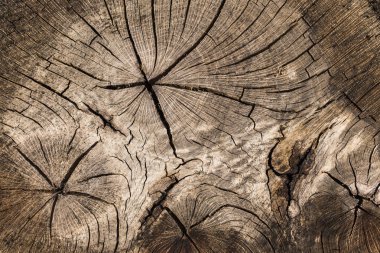Yaşlı bir ağacın ölümü. Ağacın kütükteki dokusu. Kesik Kütük Kuru çatlamış ahşabı bitirir.