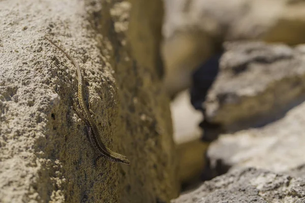 Lacerta Agilis Lagarto Lacertídeo Habitat Réptil Está Uma Área Rochosa — Fotografia de Stock