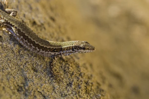 Lézard Sable Lacerta Agilis Est Lézard Lacerte Habitat Reptile Trouve — Photo