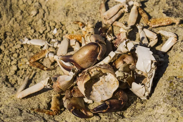 螃蟹的遗骸在海边的石头上 海鸟餐的地方 节肢动物的贝壳 海鸥早餐后剩饭 — 图库照片