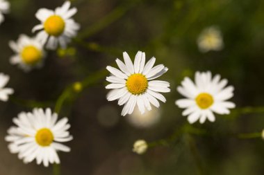 Tripleurospermum inodorum, yabani papatya, mayweed, false papatya ve Baldr kaş, Tripleurospermum türüdür.