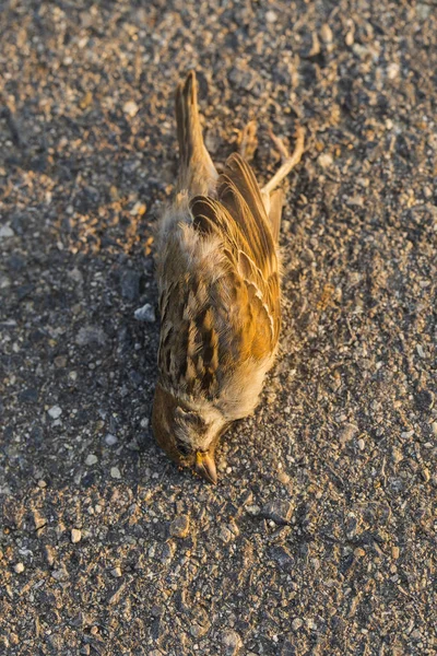 Uccello Morto Guerre Stradali Morte Passero Uccisione Uccello Morte Macchina — Foto Stock