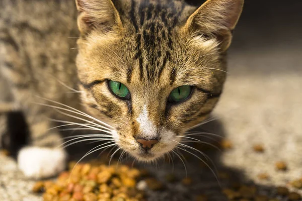 A cat with green eyes eats dry food. Predator's eyes. Portrait of the beast.