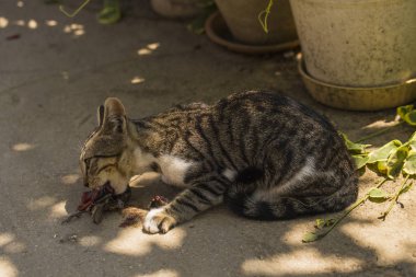 Bir kedi yavrusu ve bir serçe. Evcil hayvan kuşları öldürür ve onları yer. Kedi bir yırtıcı. Genç avcı. Kedilerin dünyası.