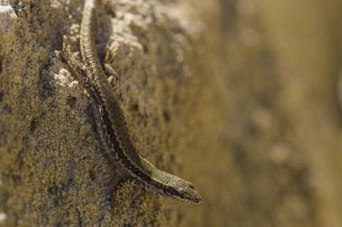 Kum kertenkele (Lacerta agilis) bir lacertid kertenkele var. Sürüngen yaşam alanları kayalık bir bölgedir. Güneşli bir günde bir kayaya oturan eski bir kertenkele. Bilge sürüngen geçen hayattan zevk.