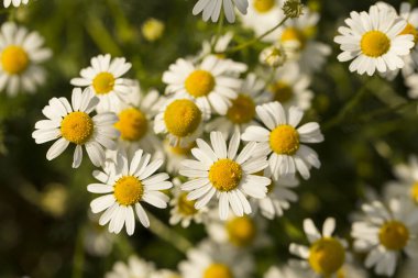 Tripleurospermum inodorum, yabani papatya, mayweed, false papatya ve Baldr kaş, Tripleurospermum türüdür.