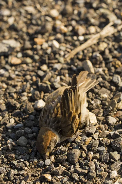 Toter Vogel Straßenkriege Tod Eines Spatzen Die Tötung Eines Vogels — Stockfoto