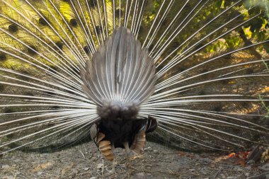Hint peafowl veya mavi peafowl (Pavo cristatus), büyük ve parlak renkli kuş. Tavuskuşu. Güzel kuş. Peahen, ne kadar iyi. Tüylü arka tarafı, gevşek bir kuyruk ile.