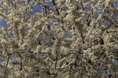 Nisan ayında erik çiçeği. Meyve ağacının beyaz çiçekleri. Arılar ve diğer böcekler çiçekler tozlaşın.