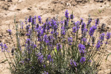 Çiçekli lavanta. Mavi çiçeklertarla. Lavandula - nane ailesinde çiçekli bitkiler, Lamiaceae.
