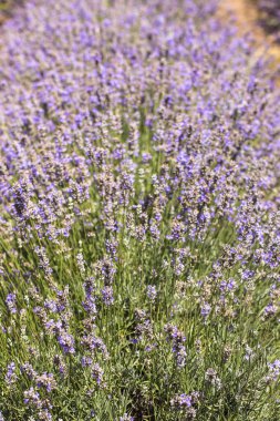 Çiçekli lavanta. Mavi çiçeklertarla. Lavandula - nane ailesinde çiçekli bitkiler, Lamiaceae.
