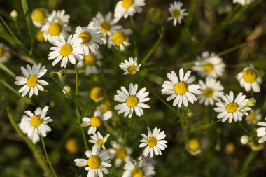 Tripleurospermum inodorum, yabani papatya, mayweed, false papatya ve Baldr kaş, Tripleurospermum türüdür.