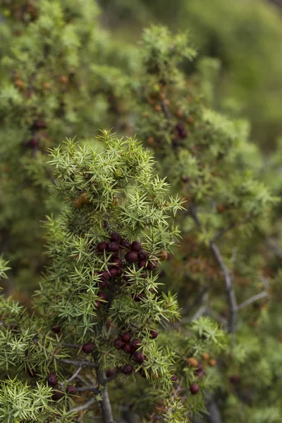 Juniperus Communis Una Especie Enebro Familia Cupressaceae — Foto de Stock