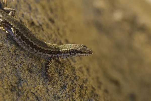 Lézard Sable Lacerta Agilis Est Lézard Lacerte Habitat Reptile Trouve — Photo