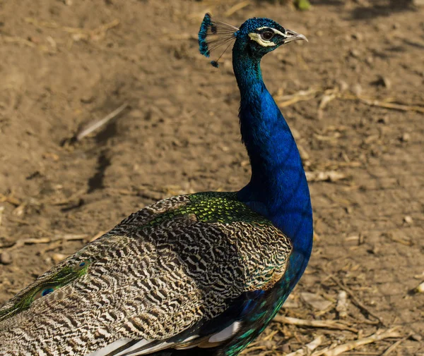 Indiai Páva Vagy Kék Páva Pavo Cristatus Nagy Élénk Színű — Stock Fotó