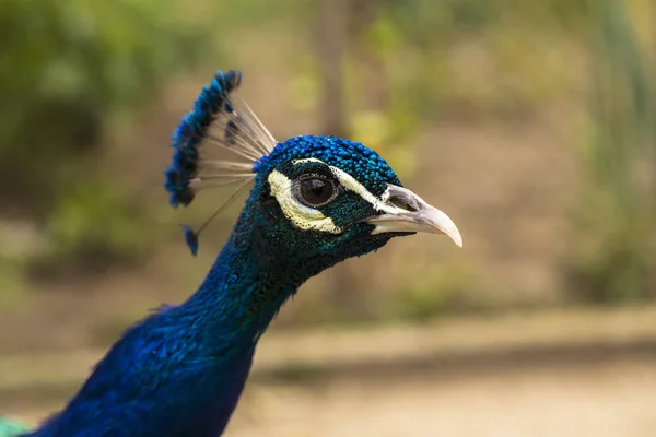 Indian Peafowl Blue Peafowl Pavo Cristatus Large Brightly Coloured Bird — Stock Photo, Image