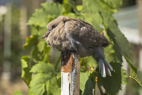 Wild pigeon chick. Eurasian collared dove (Streptopelia decaocto) is a dove species native to Europe and Asia. Streptopelia.