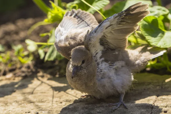 Wild pigeon chick. Eurasian collared dove (Streptopelia decaocto) is a dove species native to Europe and Asia. Streptopelia.