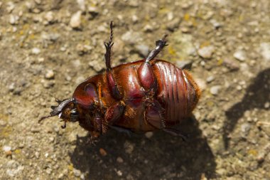 Avrupa gergedan böceği (Oryctes nasicornis), Dynastinae familyasına ait büyük bir uçan böcek türü..