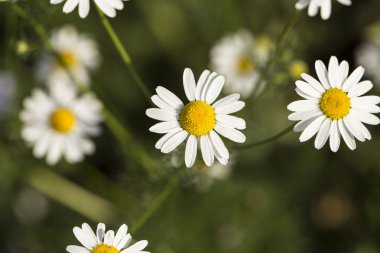 Tripleurospermum inodorum, yabani papatya, mayweed, false papatya ve Baldr kaş, Tripleurospermum türüdür.