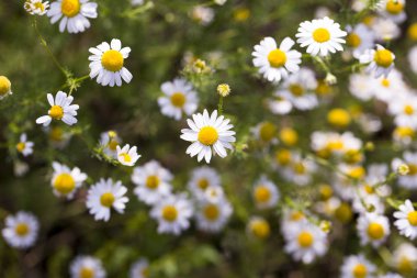 Tripleurospermum inodorum, yabani papatya, mayweed, false papatya ve Baldr kaş, Tripleurospermum türüdür.