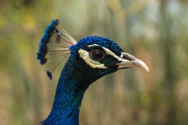 Hint peafowl veya mavi peafowl (Pavo cristatus), büyük ve parlak renkli kuş. Tavuskuşu. Güzel kuş. Peahen.