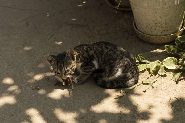 A kitten and a sparrow. Pet kills birds and eats them. The kitty is a predator. The young hunter. The world of cats.