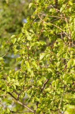 Meyve kayısı yumurtalığını. Meyve geliştirme, başlangıç aşaması. Yeşil kayısı yumurtalığı.