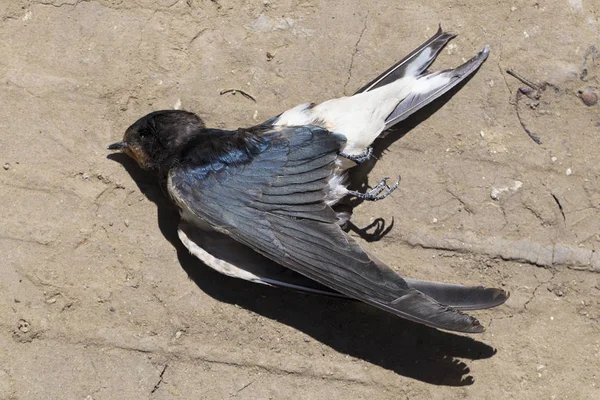 Martwy Ptak Wojny Drogowe Śmierć Połknąć Zabicie Ptaka Śmierć Samochodu — Zdjęcie stockowe