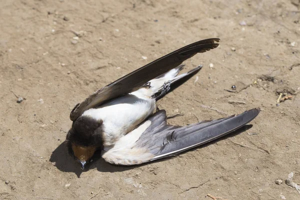 Dead Bird Road Wars Death Swallow Killing Bird Death Car — Stock Photo, Image