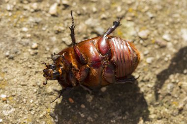 Avrupa gergedan böceği (Oryctes nasicornis), Dynastinae familyasına ait büyük bir uçan böcek türü..